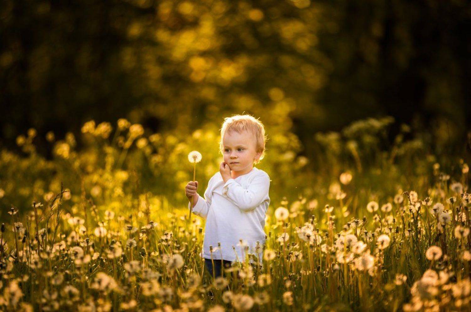 dandelions, dandelion, child , portrait, people, poland, nature, Milosz_G