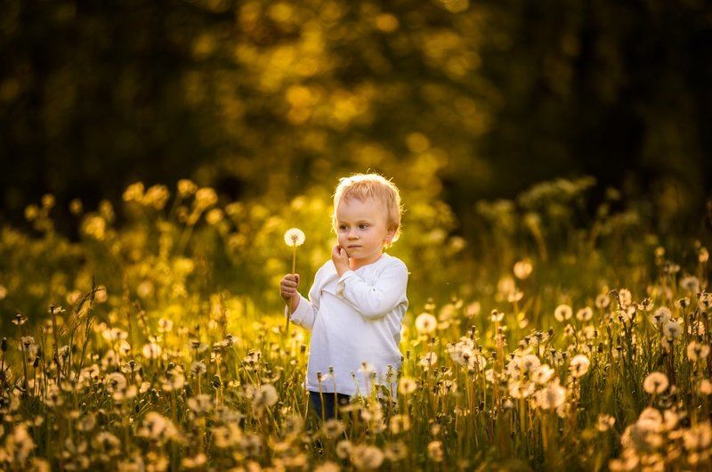 dandelions, dandelion, child , portrait, people, poland, nature Dandelions! фото превью