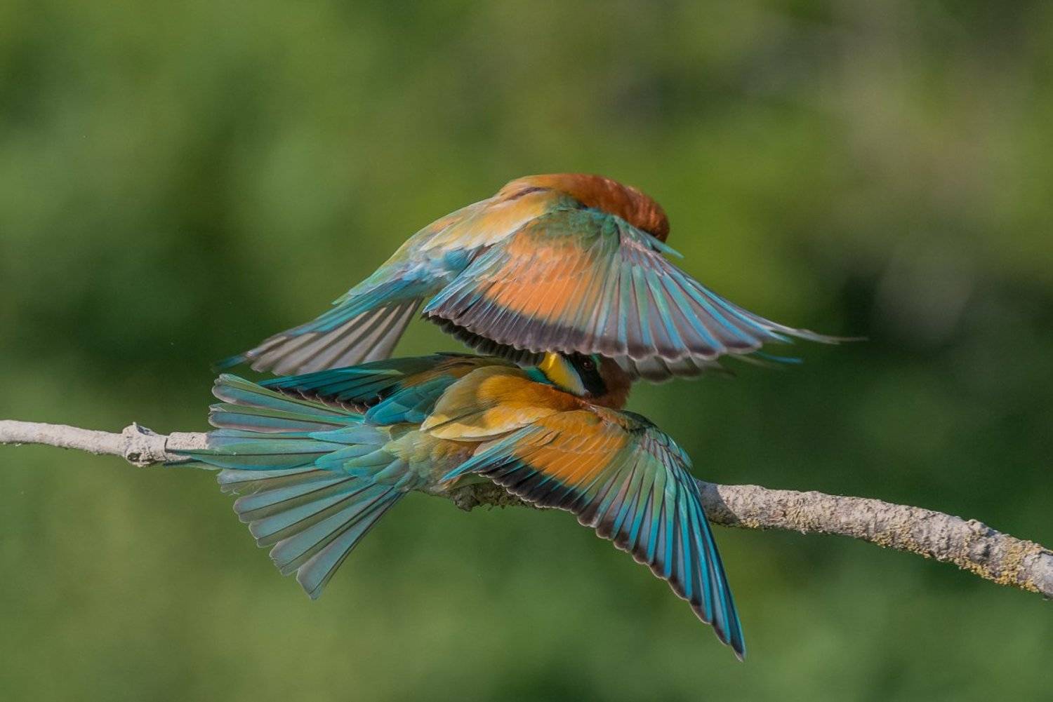 european bee-eater, aves, birds, merops apiaster, dominik chrzanowski wildlife photography, Dominik Chrzanowski