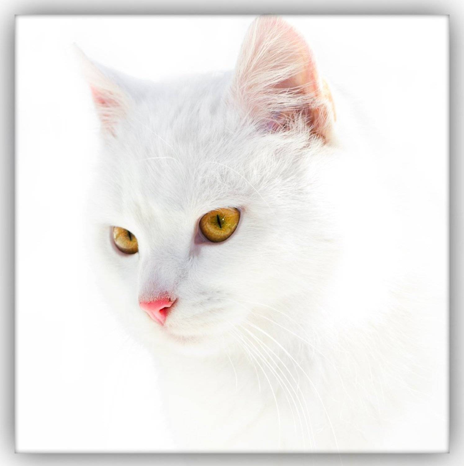 , Александр Индыло