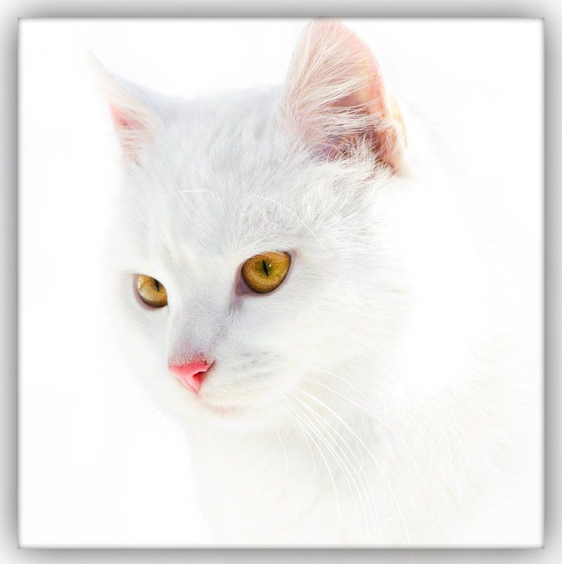 Белоснежка!!! фото превью