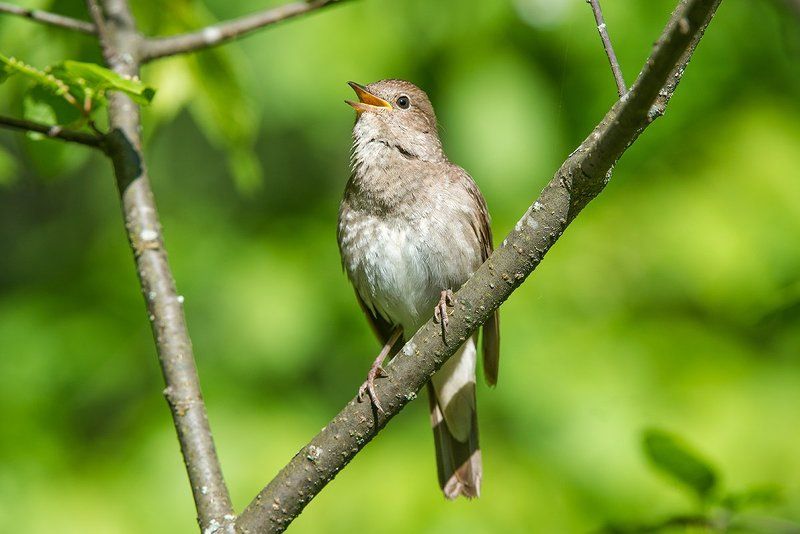 Соловей фото превью