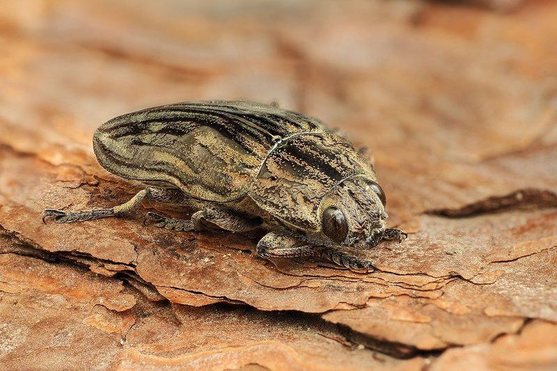 Золотой жук фото превью