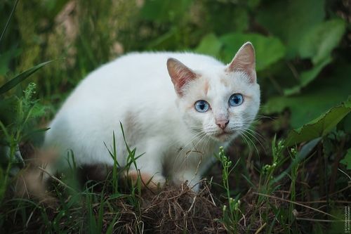 Space eyes