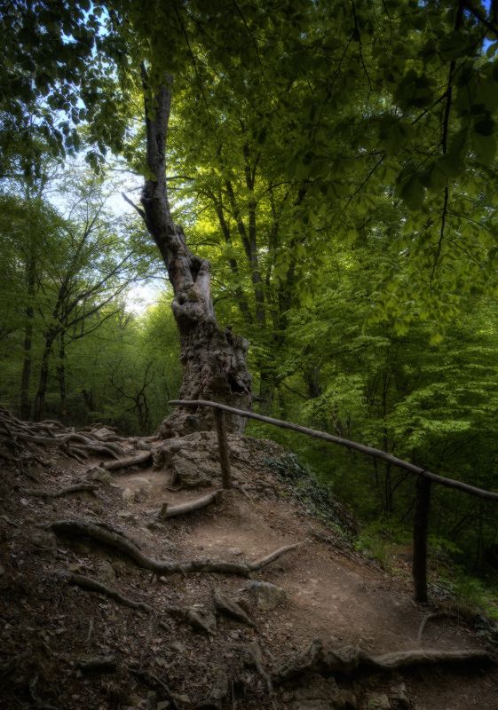 Там чудеса, там леший бродит... фото превью