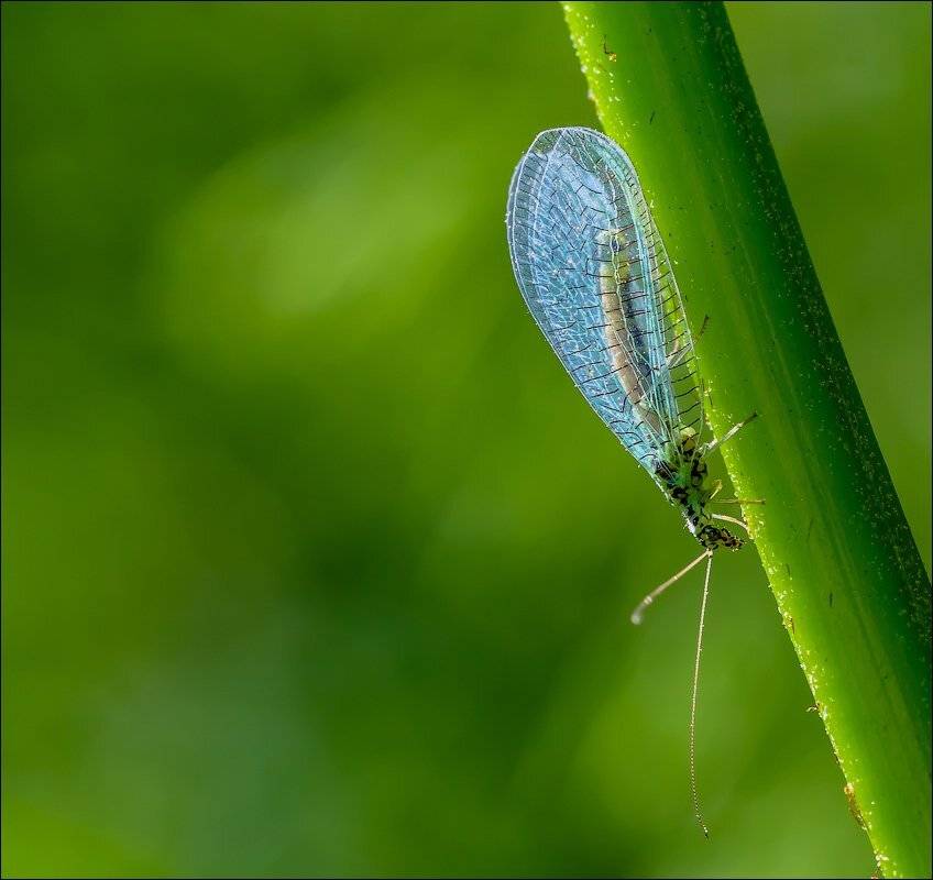 , Бурлов Андрей