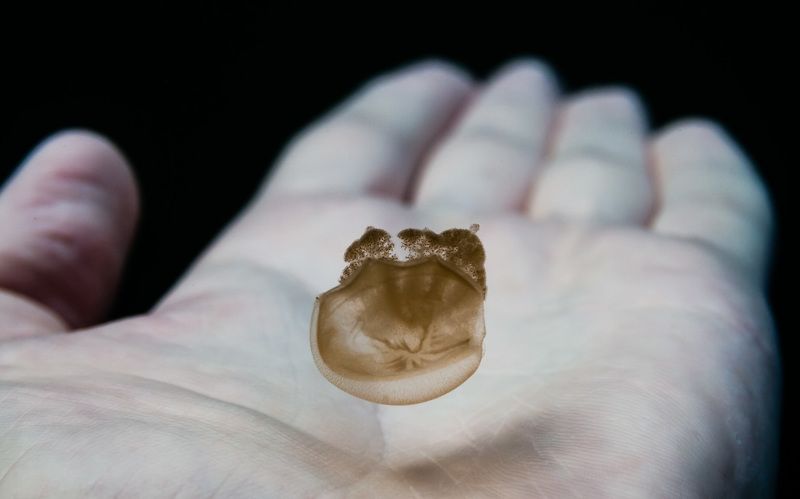 Озеро медуз, Палау Дай пять! фото превью