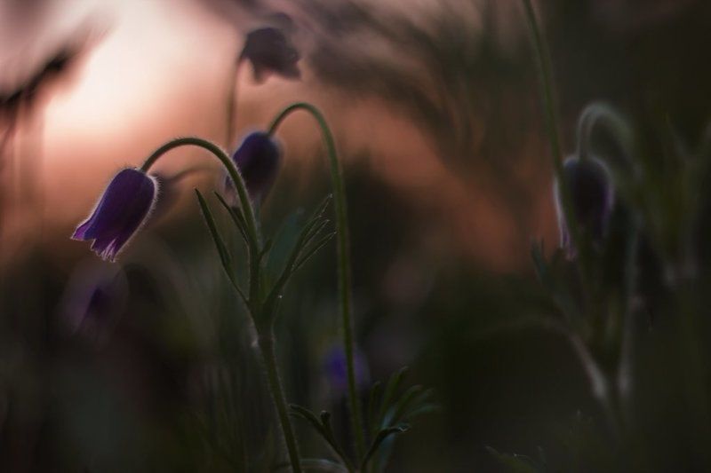 Занималась алая... фото превью