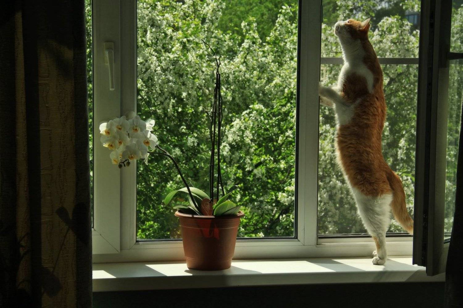 , Галина Хвостенко