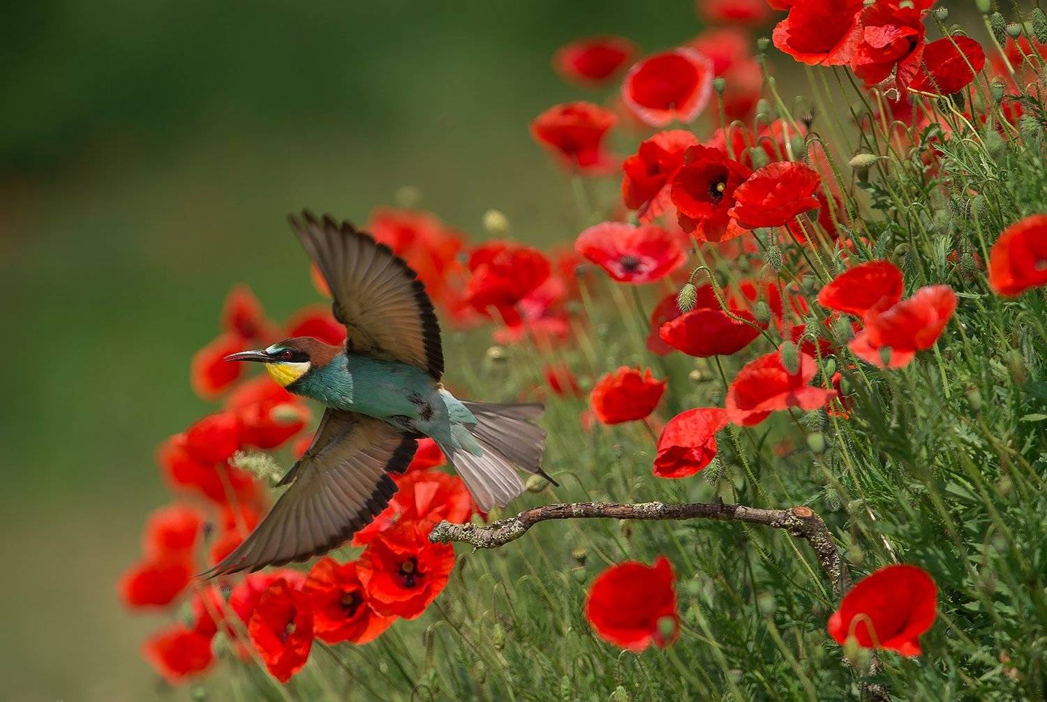 bee-eater, Radoslav Tsvetkov