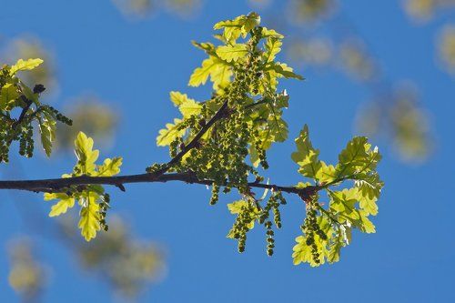 Pro первую весеннюю зелень...