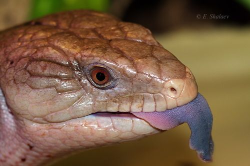 Синеязыкий сцинк - Tiliqua scincoides
