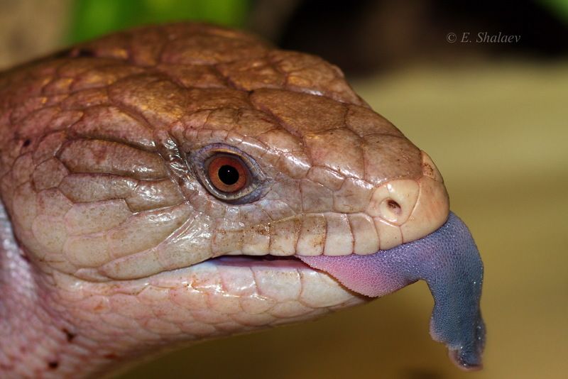 Lizards, Reptilia, Tiliqua scincoides, Рептилия, Синеязыкий сцинк, Сцинк, Ящерица Синеязыкий сцинк - Tiliqua scincoides фото превью