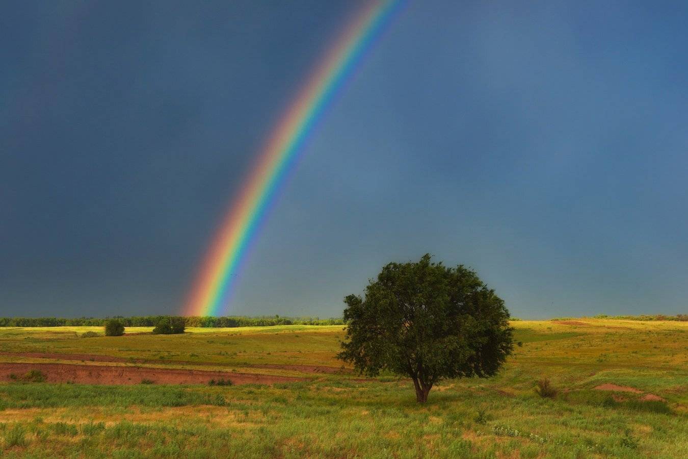 Вечер, Дерево, Поле, Радуга, Сорбулак, Ольга Кулакова