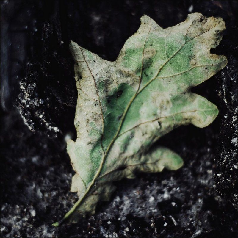 Листья, Природа, Улитка, Фактура Весеннее фото превью