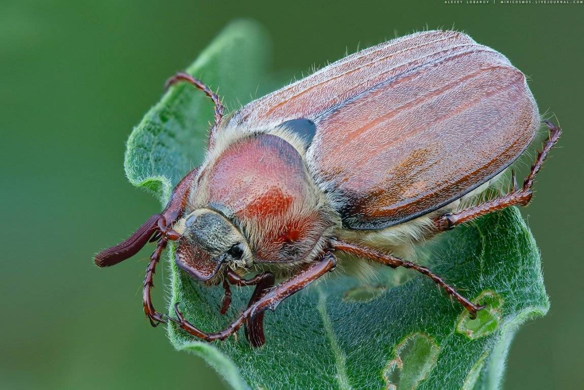 Майский, Алексей Лобанов