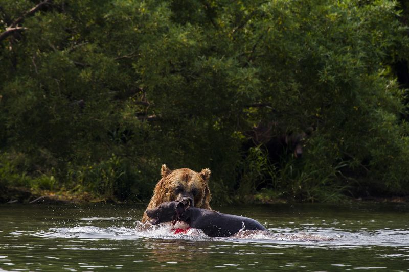 Медведи, Камчатка, Курильское Озеро, Река Озерная Убийство на Курильском Озера фото превью