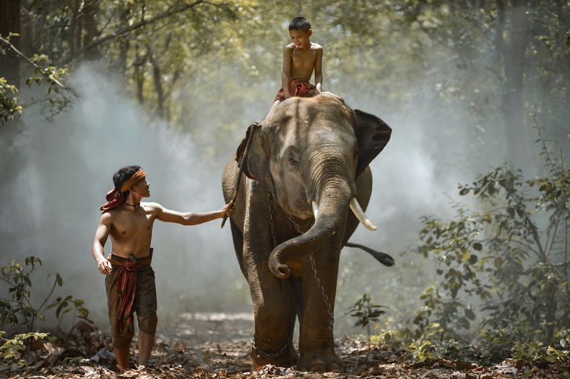 Action, Aec, Africa, Asia, Asian, Bearfoot, Beautiful, Boy, Child, Elephant, Homestay, Man My brother and elephant фото превью