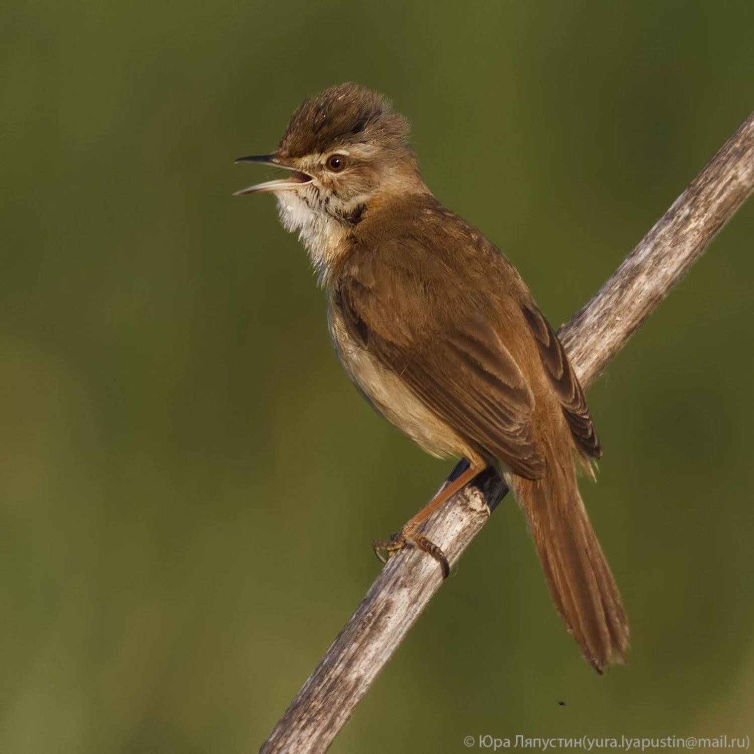 Камышевка, Ляпустин Юра