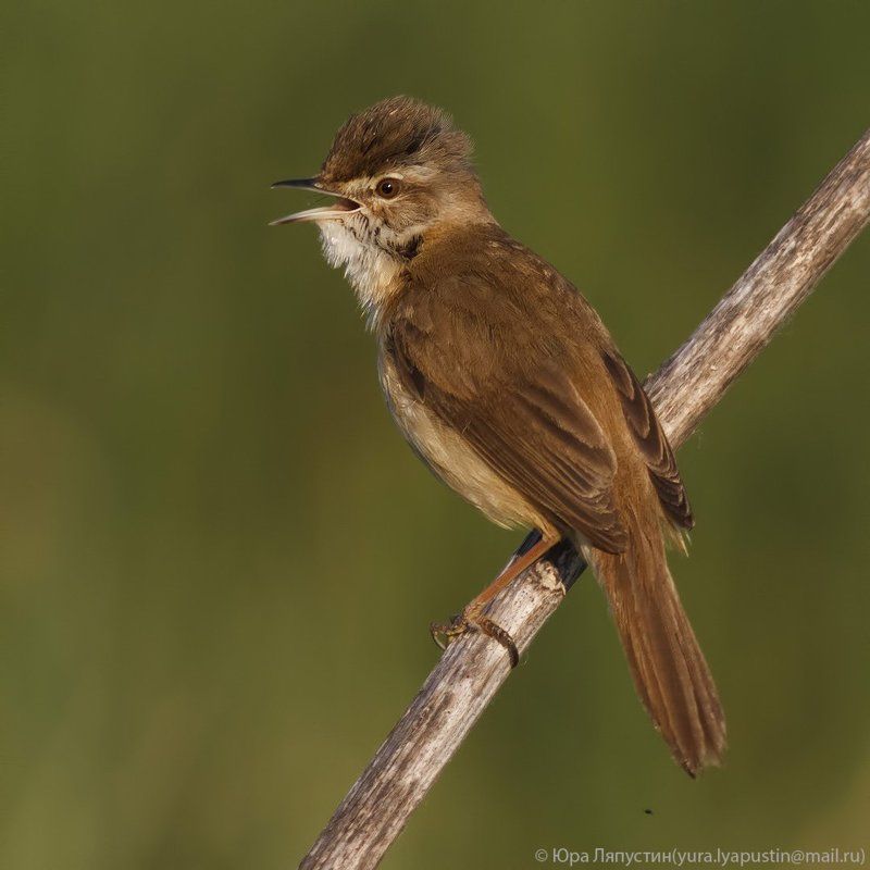 Камышевка *** фото превью