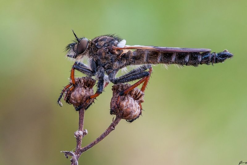 Insect, Macro, Makro, Nature, Wildlife Hunter фото превью