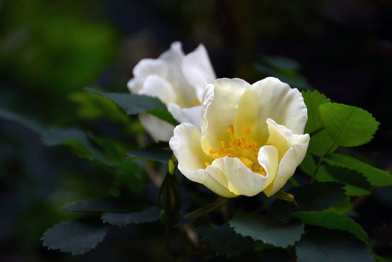Шиповник фото превью