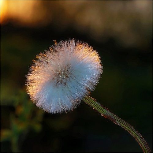 В отблеске заката!  