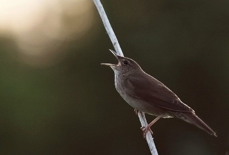 Вечерняя песня фото превью