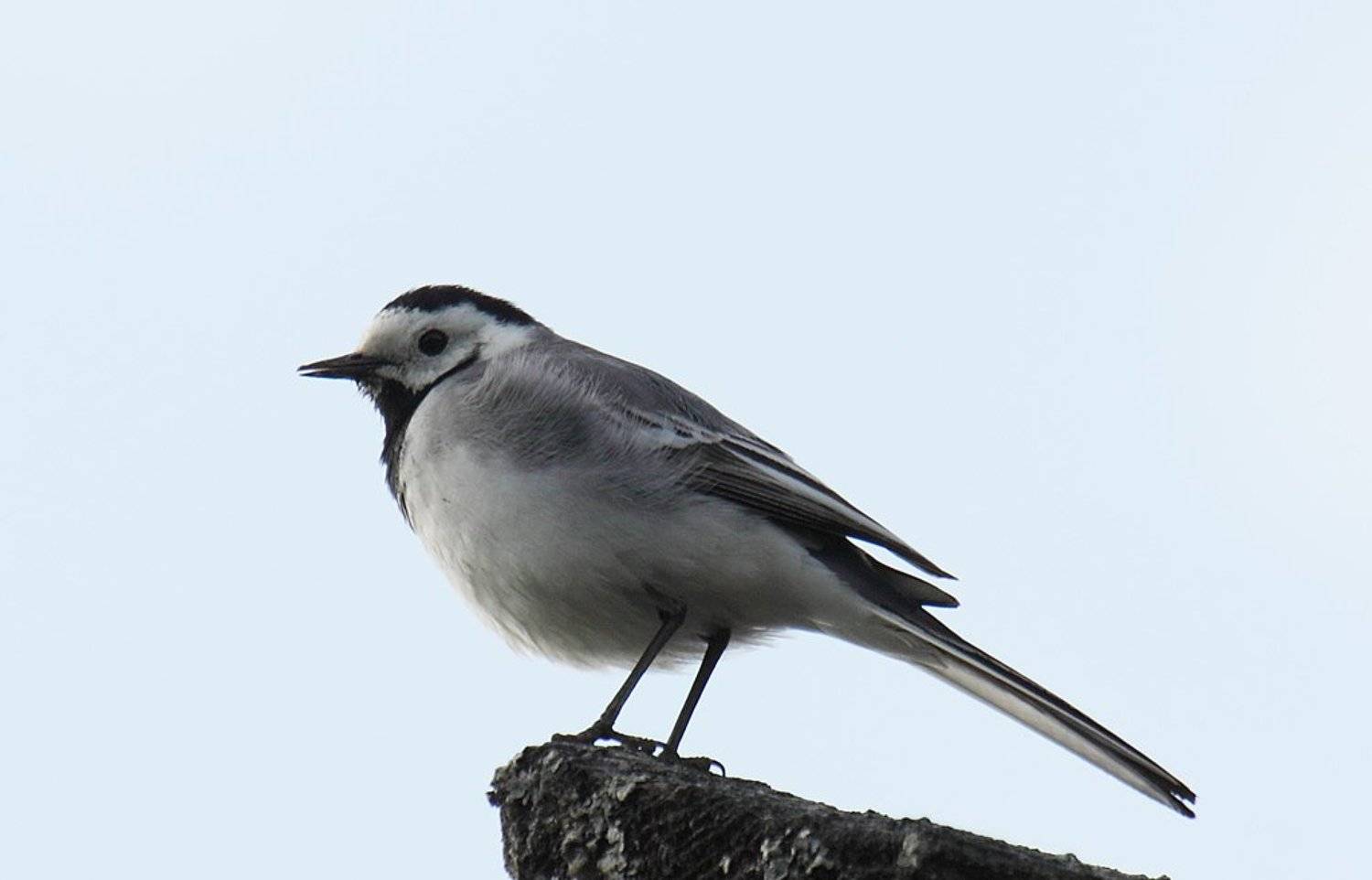 , Сергей Таланов