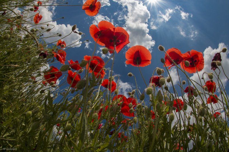 маки маки фото превью