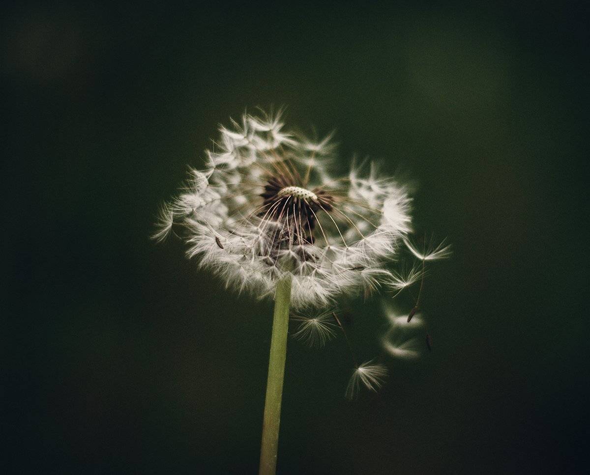 Весна, Ветер, Макро, Одуванчик, Парбукова Анна