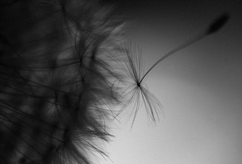 макро, одуванчики, чб Одуванчиковая тема раскрыта фото превью