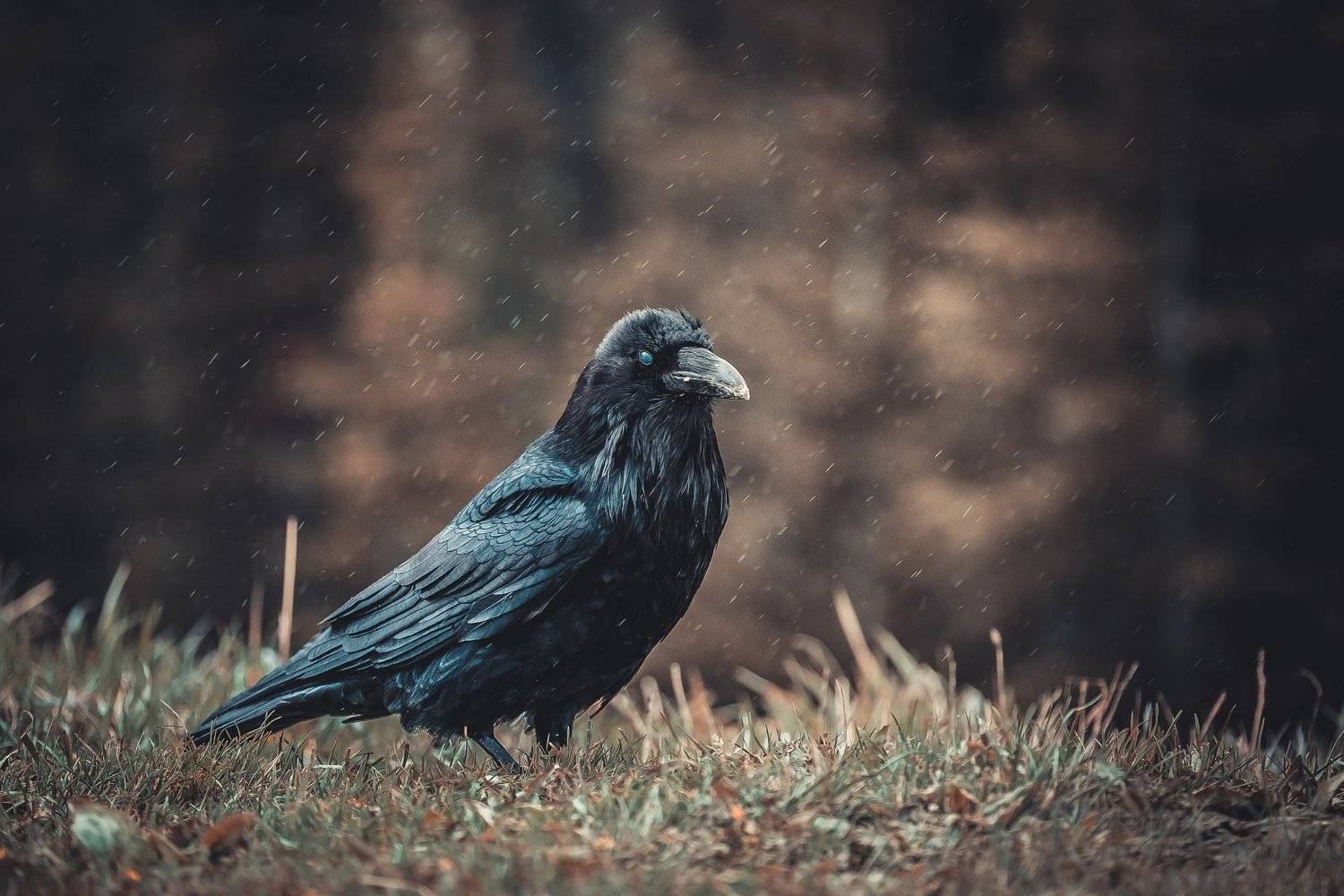 canada, alberta, banff, raven, bird, wildlife, Денис Семенов