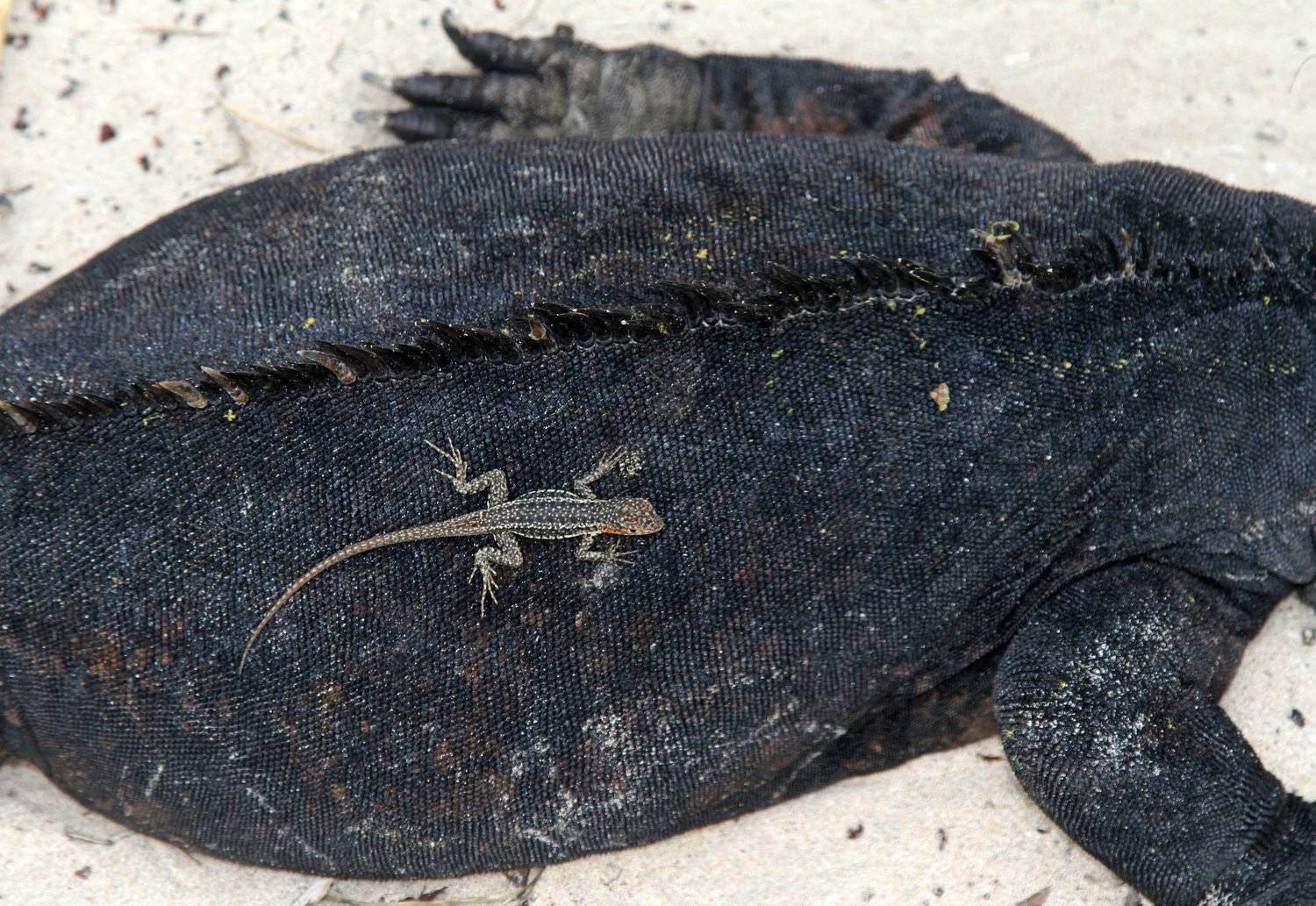 Морская Игуана, Галапагосы, Mike Korostelev