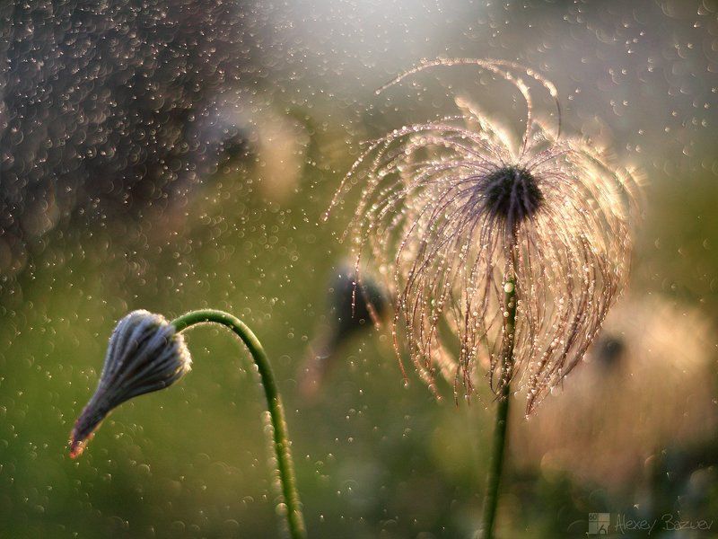 сон-трава, прострел,  Лучшие друзья блондинок это бриллианты (с) фото превью