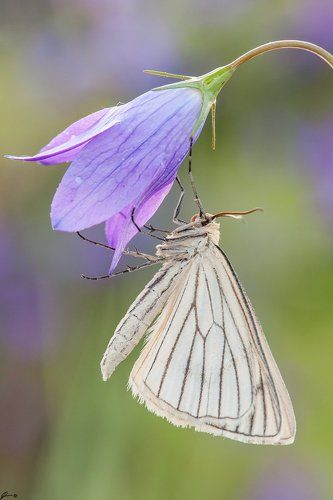 Siona lineata