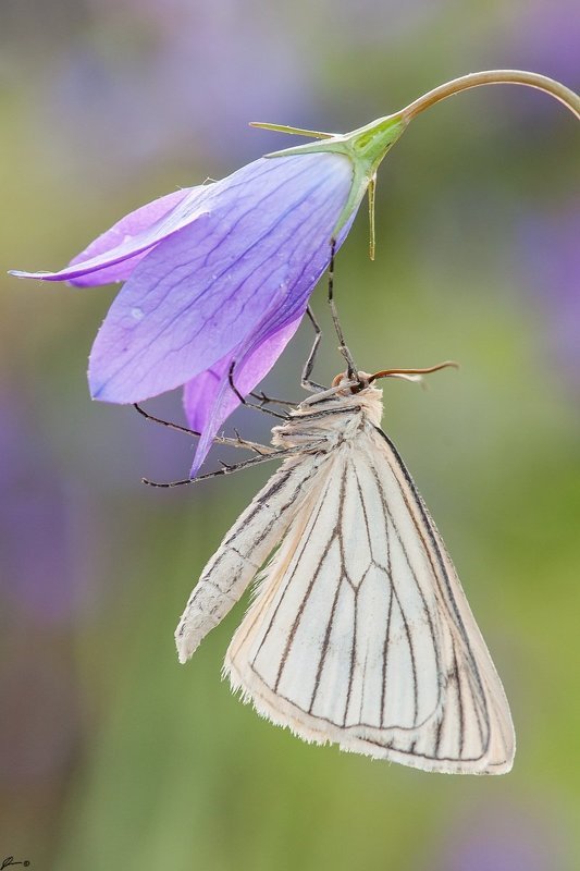 Butterfly, Insect, Macro, Makro, Nature, Wildlife Siona lineata фото превью