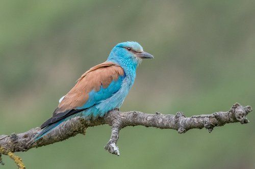 European Roller