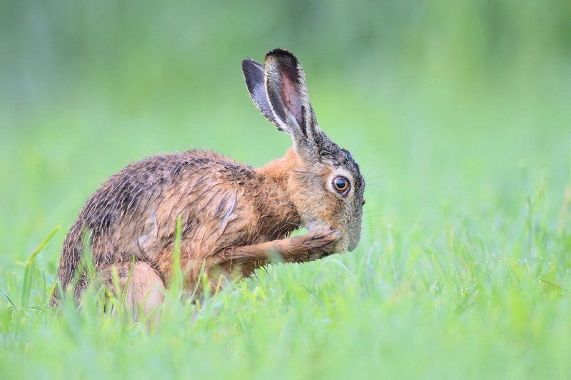 Szarak фото превью