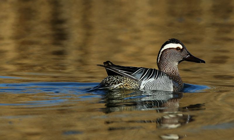 #bird, #birds, #fauna, #nature, #wildlife, #природа, #птицы, #Ростовская обл., #фауна, #чирок трескунок Чирок-трескунок (лат. Anas querquedula) фото превью