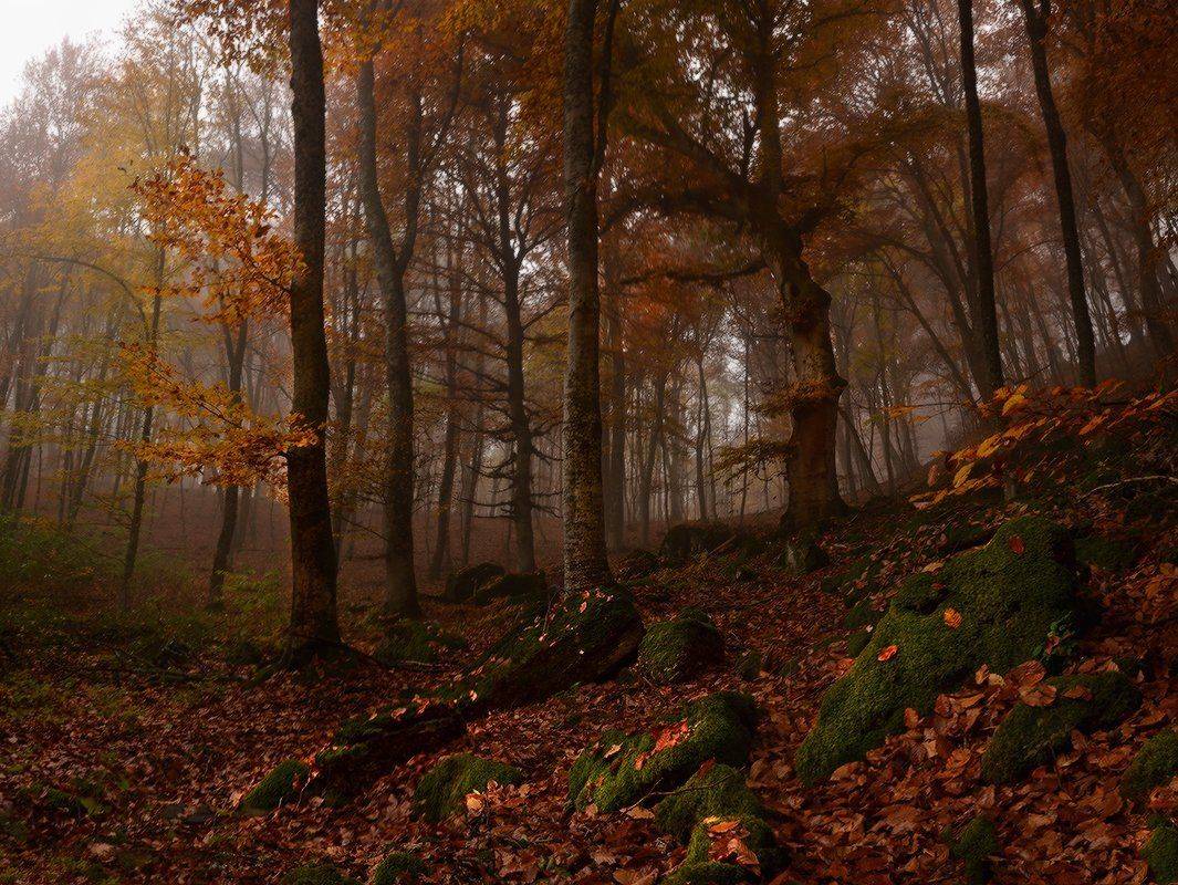 , Владимир Метцгер