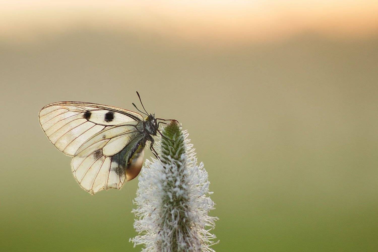 Мнемози?на, Роман Рысь