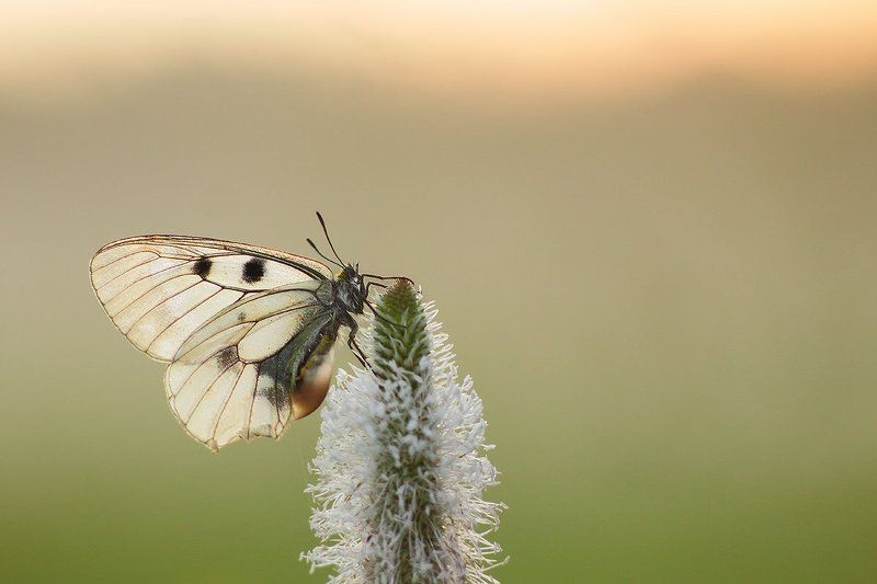 Мнемози?на Goodbye Day! фото превью