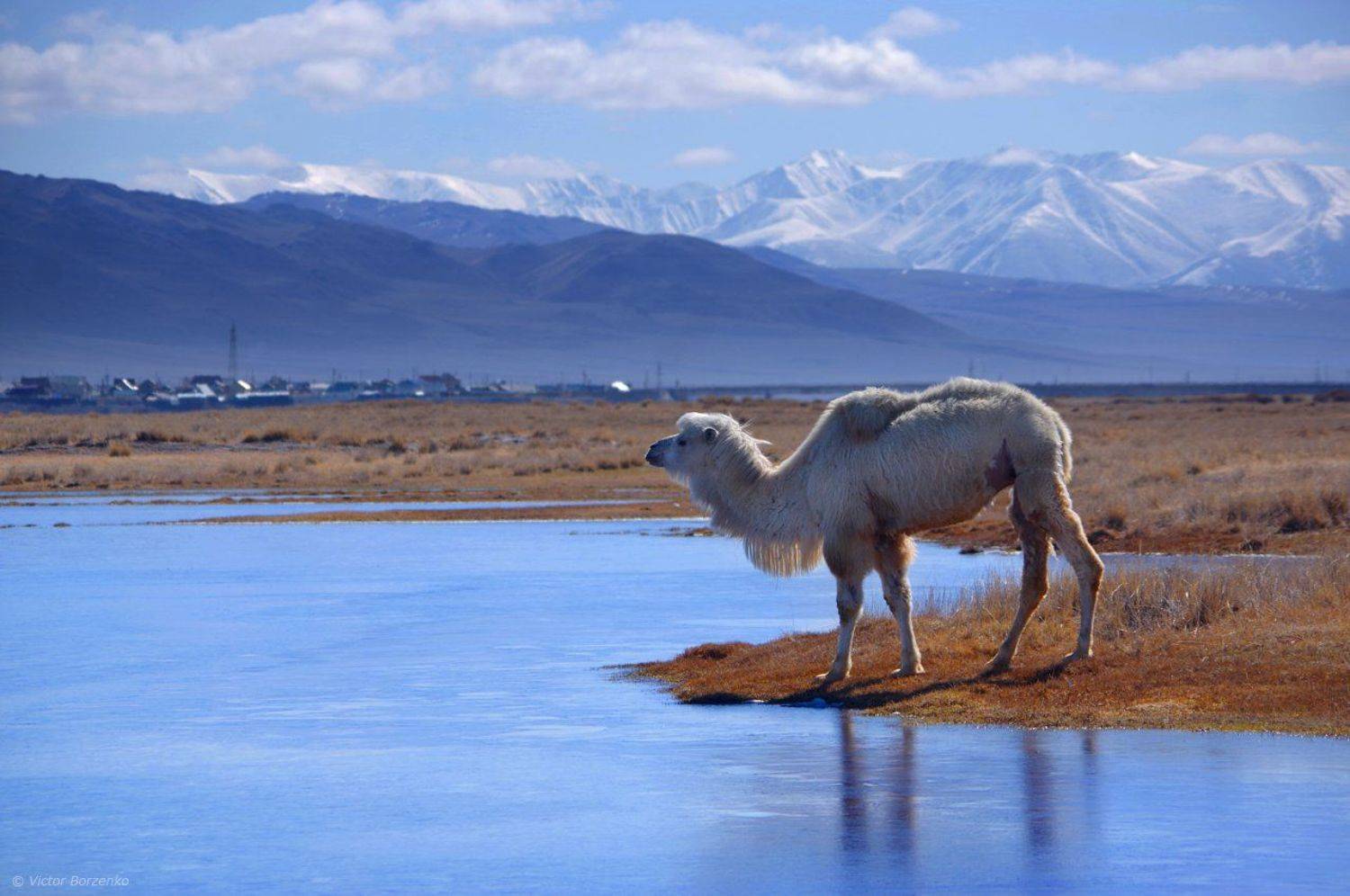 алтай, весна, май, кош-агач, чуйская степь, верблюд, Виктор Борзенко