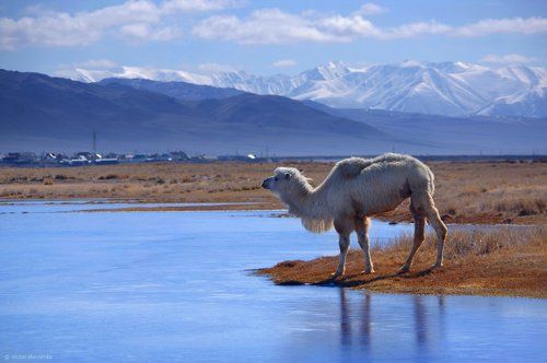 Типичный Кош-Агачский пейзаж
