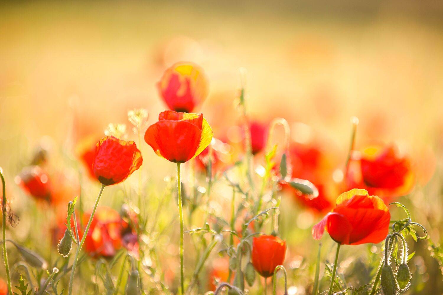 , Jora(Jungkuk, Cho)