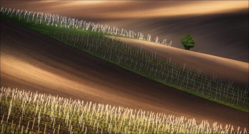 чехия, южная моравия, весна, вино, виноград, линии, свет, south moravian, czech republic, chiaroscuro Про спички .. фото превью