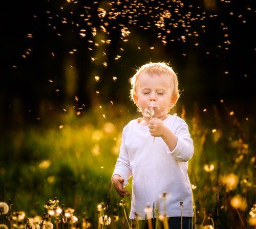 Dandelions