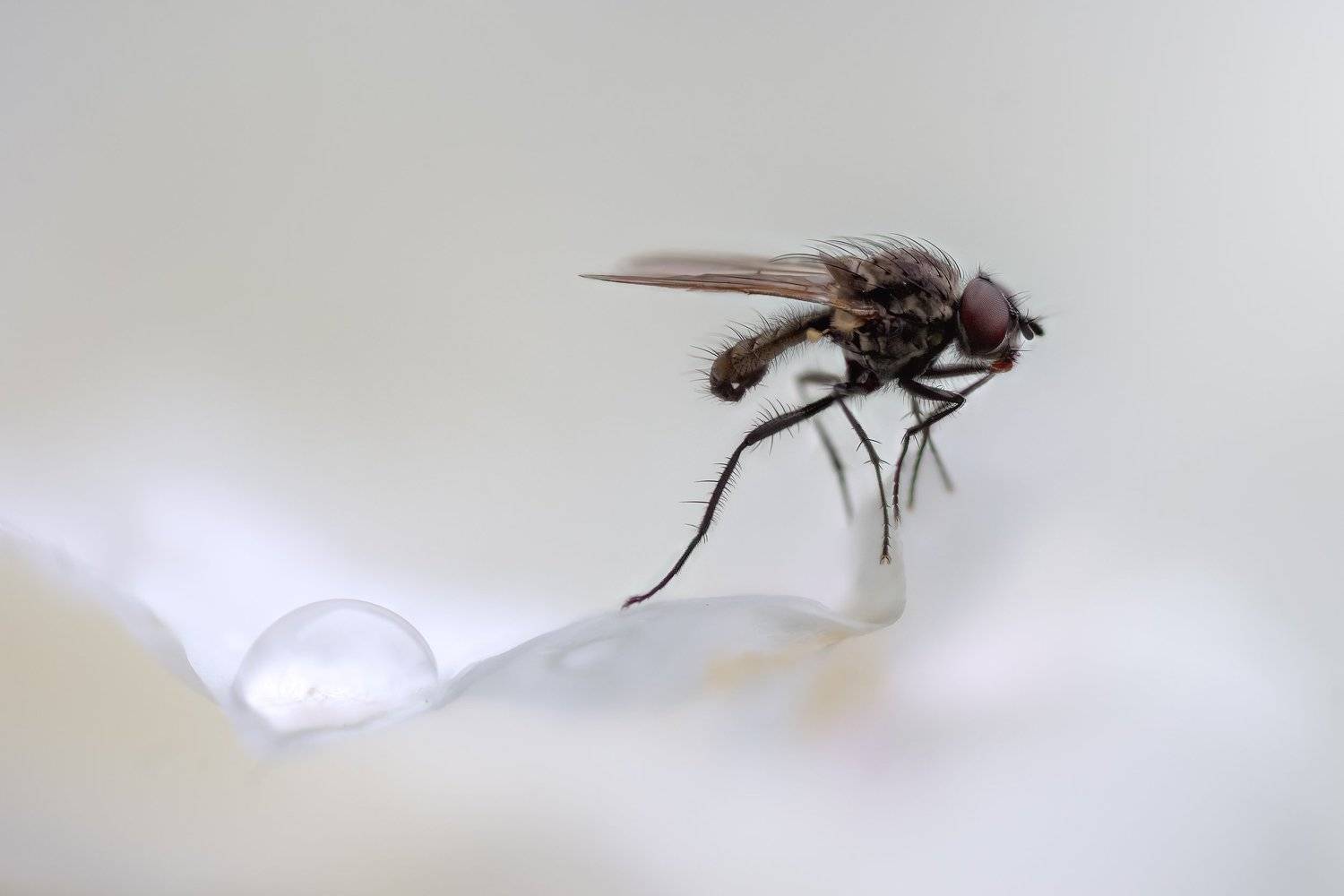 , Эльдар Гуртуев