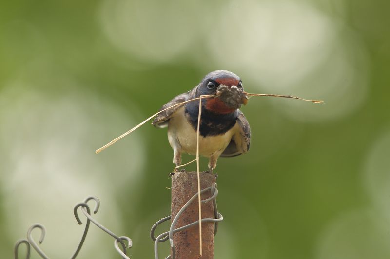 Angry Bird фото превью